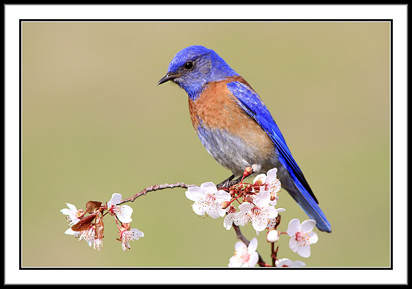Western Bluebird