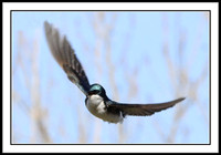 Tree Swallow