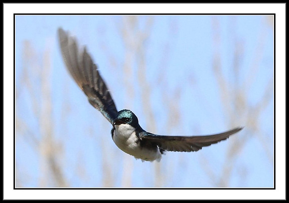 Tree Swallow