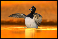 Ring-necked Duck at sunset