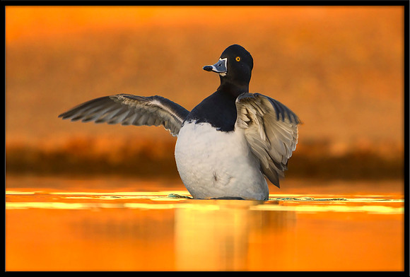 Ring-necked Duck at sunset