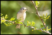 Lucy's Warbler