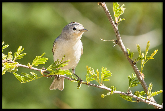 Lucy's Warbler