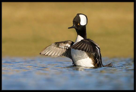 Hooded Merganser