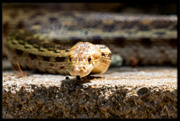 Gopher Snake