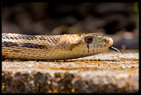 Gopher Snake