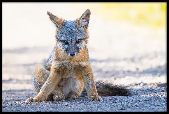 Grey Fox Kit