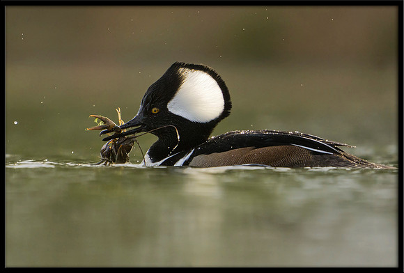 Hooded Merganser