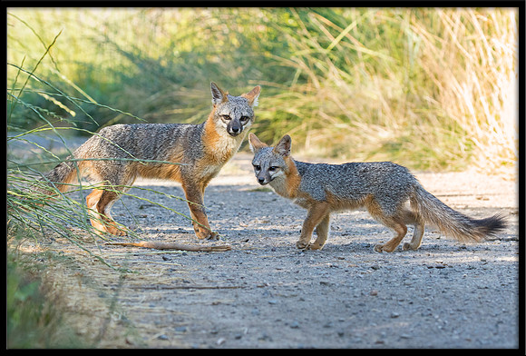 Grey Fox Mom and Kit