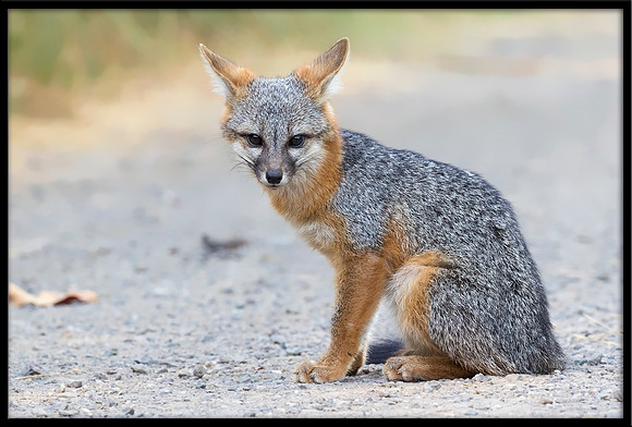 Grey Fox Kit
