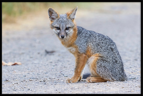 Grey Fox Kit