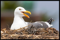 Western Gulls