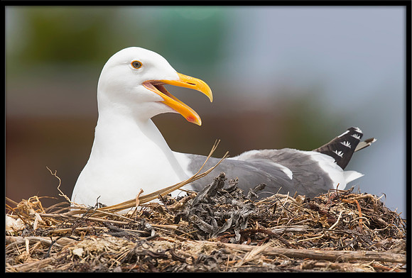 Nesting Western Gull