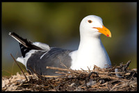 Nesting Western Gull