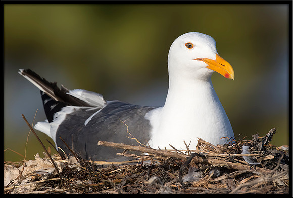 Nesting Western Gull