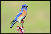 Western Bluebird