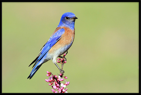 Western Bluebird