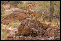 Desert Bighorn family