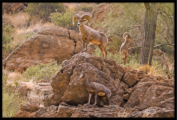 Desert Bighorn family