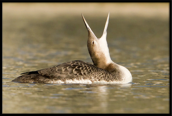 Common Loon