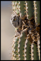 Western Screech Owl