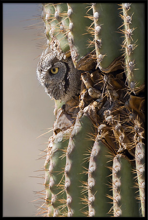 Western Screech Owl