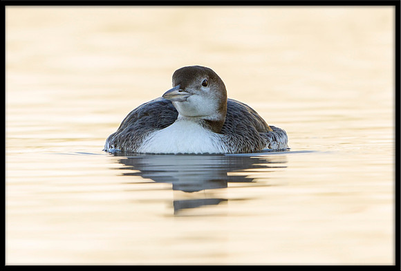 Common Loon