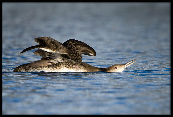 Common Loon