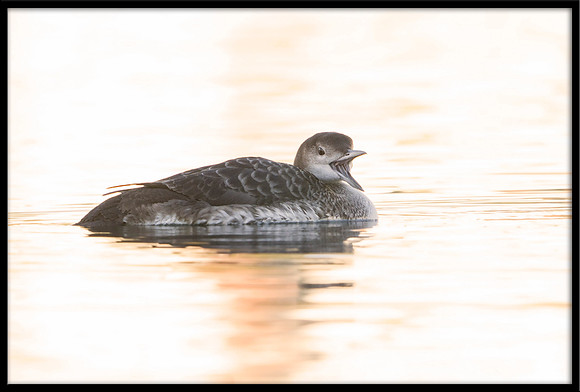Common Loon