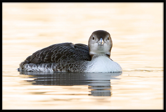 Common Loon