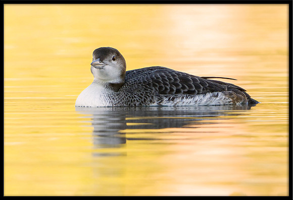 Common Loon