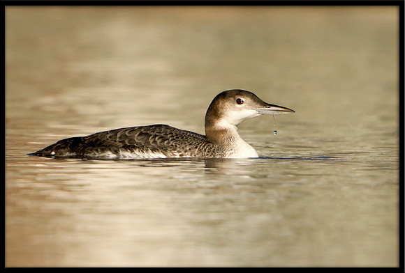 Common Loon