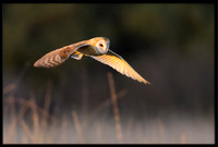 Barn Owl