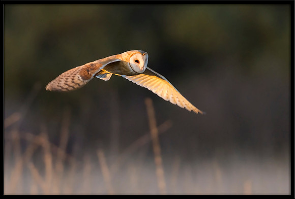 Barn Owl