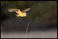 Barn Owl