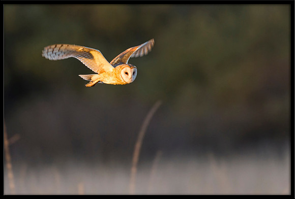 Barn Owl