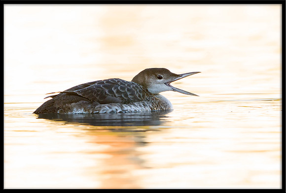 Common Loon
