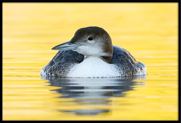 Common Loon