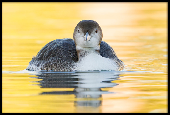 Common Loon