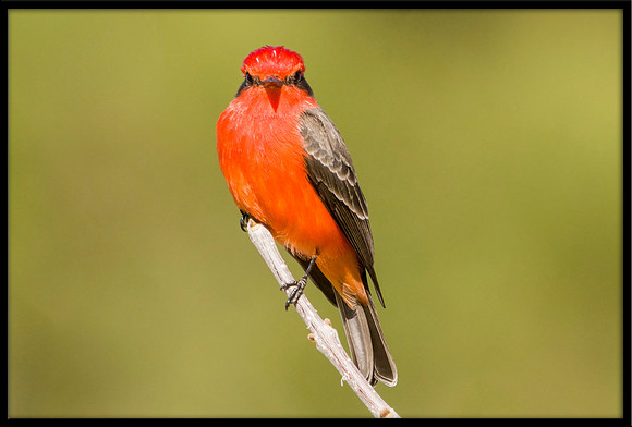 Vermilion Flycatcher