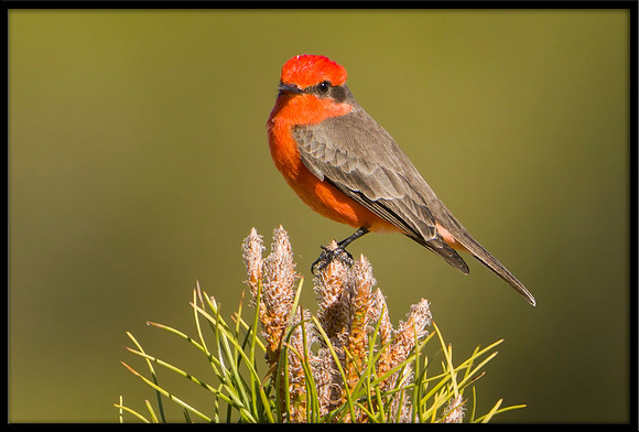 Vermilion Flycatcher