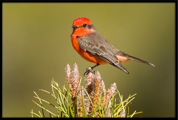 Vermilion Flycatcher