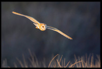 Barn Owl