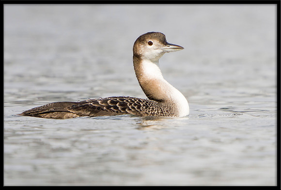 Common Loon