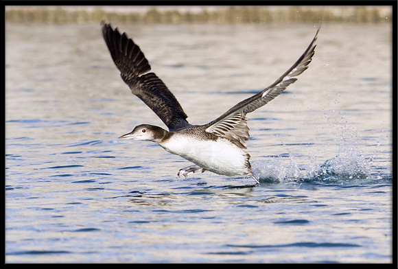 Common Loon