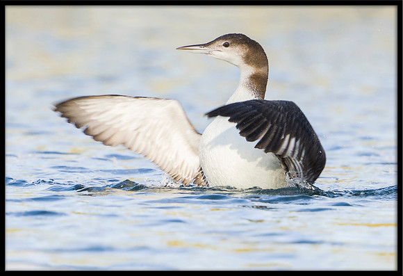 Common Loon