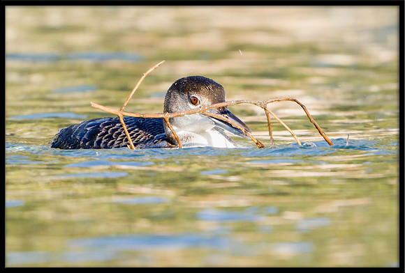 Common Loon