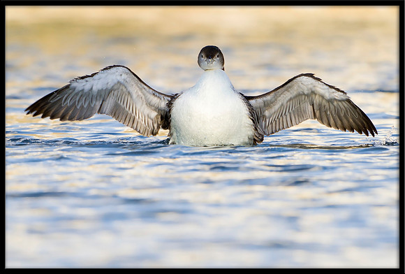 Common Loon