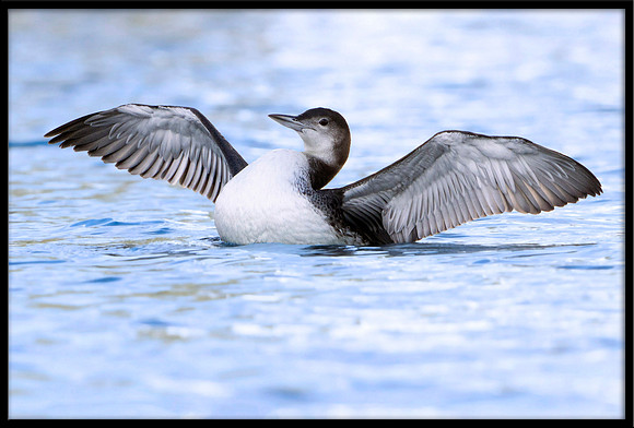 Common Loon