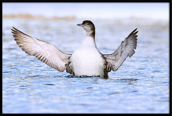 Common Loon
